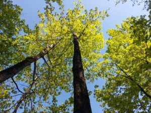 Cimes des arbres et ciel bleu